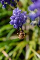 bomba en un uva jacinto, un pequeño peludo insecto con un probóscide a dibujar néctar desde el flores, bombylius foto