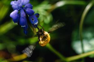 bomba en un uva jacinto, un pequeño peludo insecto con un probóscide a dibujar néctar desde el flores, bombylius foto