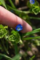 Veronica persica or bird's eye speedwell flower at springtime are small bright blue flower photo