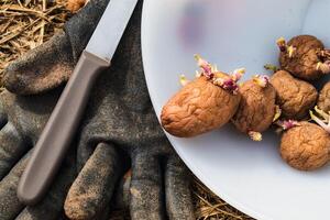 Sowing potatoes on the ground on mulch, tuber germinating, solanum tuberosum photo