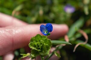 verónica persica o aves ojo verónica flor a primavera son pequeño brillante azul flor foto