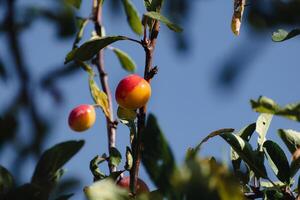 Mirabelle plums in an orchard, lorraine yellow gold, Metz, Nancy, prunus domestica photo