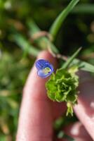 Veronica persica or bird's eye speedwell flower at springtime are small bright blue flower photo