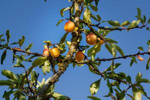 mirabelle ciruelas en un huerta, Lorena amarillo oro, metz, nancy, prunus domestica foto