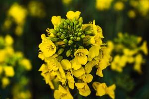 colza flor en un campo a primavera, colza, Brassica napus foto