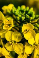 colza flor en un campo a primavera, colza, Brassica napus foto