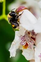 abejorro coleccionar polen en catalpa flor, bombus foto