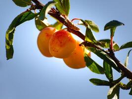 Mirabelle plums in an orchard, lorraine yellow gold, Metz, Nancy, prunus domestica photo