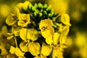 colza flor en un campo a primavera, colza, Brassica napus foto