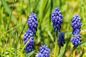 Viper bow, mouse hyacinth or grape hyacinth blue and purple in a garden at springtime, muscari armeniacum photo