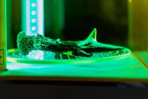 3d resin printing of a deer antler turning in a cure machine using UV light photo