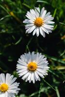 Daisy flower in a garden at springtime, edible flower, bellis perennis, astereae photo