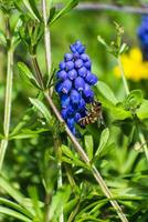 Viper bow, mouse hyacinth or grape hyacinth blue and purple in a garden at springtime, muscari armeniacum photo