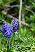 Viper bow, mouse hyacinth or grape hyacinth blue and purple in a garden at springtime, muscari armeniacum photo