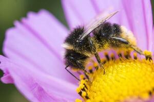 abejorro cubierto en polen en un cosmos flor foto