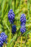 Viper bow, mouse hyacinth or grape hyacinth blue and purple in a garden at springtime, muscari armeniacum photo