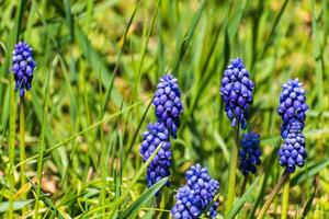 Viper bow, mouse hyacinth or grape hyacinth blue and purple in a garden at springtime, muscari armeniacum photo