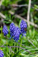 Viper bow, mouse hyacinth or grape hyacinth blue and purple in a garden at springtime, muscari armeniacum photo