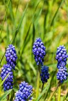 Viper bow, mouse hyacinth or grape hyacinth blue and purple in a garden at springtime, muscari armeniacum photo