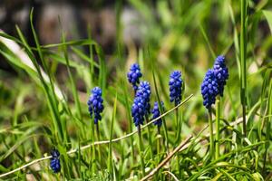 Viper bow, mouse hyacinth or grape hyacinth blue and purple in a garden at springtime, muscari armeniacum photo