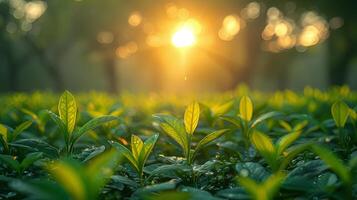 AI generated Plantation with greenery at sunset photo