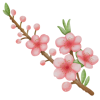 rosa körsbär blomma, sakura i japan png