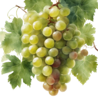 AI generated A ripe bunch of grapes hangs from a green vine in a vineyard png