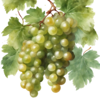 AI generated A ripe bunch of grapes hangs from a green vine in a vineyard png