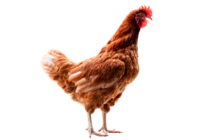 poulet, plein corps de marron poulet poule permanent isolé transparent arrière-plan, pose les poules Les agriculteurs concept. png fichier