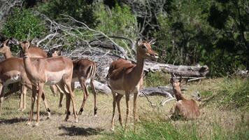 A group of impalas in a natural habitat, surrounded by greenery and trees in savannah in South Africa video