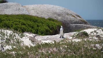 een eenzaam pinguïn staat Aan een zanderig oever, geflankeerd door rotsen en groen struiken, met de enorm oceaan uitrekken in de horizon onder een Doorzichtig lucht. video