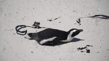 fechar-se do uma sereno pinguim desfrutando a calor em uma arenoso praia, incorporando a tranquilidade do animais selvagens dentro Está natural contexto. video