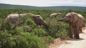 ett afrikansk elefanter äter grönt i de savann i söder afrika. de elefant har grov och smutsig hud och utseende lugna och majestätisk. de himmel är klar och blå och de terräng är en blandning av gräs och jord. video