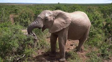 An African elephant eats greens in the savannah in South Africa. The elephant has rough and dirty skin and looks calm and majestic. The sky is clear and blue and the terrain is a mixture of grass and soil. video