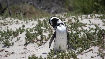 avvicinamento di un' sereno pinguino godendo il calore su un' sabbioso spiaggia, incarnando il la tranquillità di natura nel suo naturale ambientazione. video