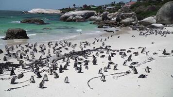 un' vivace gruppo di pinguini crogiolarsi nel il sole su un' incontaminato spiaggia con turchese acque. video