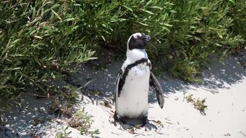 A solitary African penguin stands alert on a sunny beach, its black and white pattern contrasting with the surrounding green grass. video