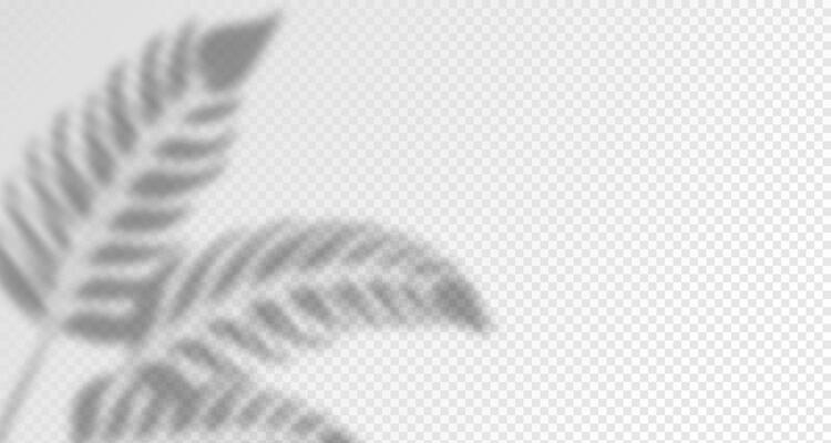 Glare from the sun's rays on the wall. Blurred shadows from leaves and plants in the room. Soft overlay of natural light. Abstract background for product presentation.