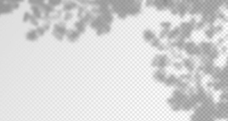 Glare from the sun's rays on the wall. Blurred shadows from leaves and plants in the room. Soft overlay of natural light. Abstract background for product presentation.Natural light layout.