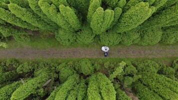 aereo Visualizza camminare spose fra favoloso thuya alberi. il Visualizza a partire dal il fuco spose camminare nel il parco video