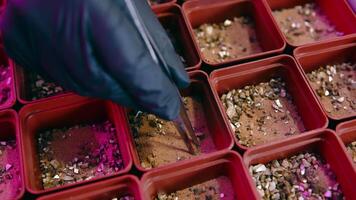 parte superior ver un jardinero plantas soja en un laboratorio en arenoso seco suelo. de cerca sostiene un haba de soja semilla con pinzas y plantas eso en el suelo video