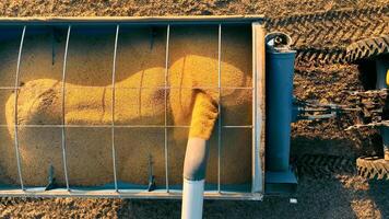 Aerial top view Loading Soybeans Into A Truck. Agriculture During The Soybean Harvest At Sunset video