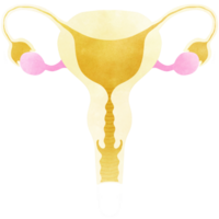 un mano disegnato illustrazione di anatomia. utero e ovaie acquerello. png