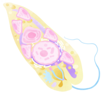 An hand drawn illustration of anatomy. Euglena watercolor. png