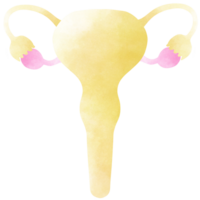 il utero è un' parte di ogni umano corpo. un mano disegnato illustrazione di anatomia. png