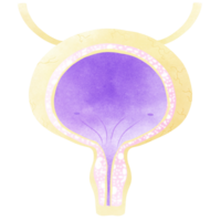 il Vescica urinaria è un' parte di ogni umano corpo. un mano disegnato illustrazione di anatomia. png