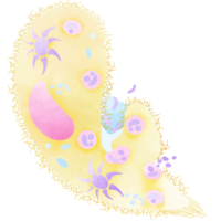 ein Hand gezeichnet Illustration von Anatomie. Paramecium Aquarell. png