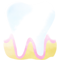 el dientes es un parte de cada humano cuerpo. un mano dibujado ilustración de anatomía. png