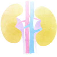 de nieren is een een deel van elke menselijk lichaam. een hand- getrokken illustratie van anatomie. png