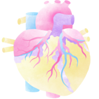de hart is een een deel van elke menselijk lichaam. een hand- getrokken illustratie van anatomie. hart anatomie waterverf. png